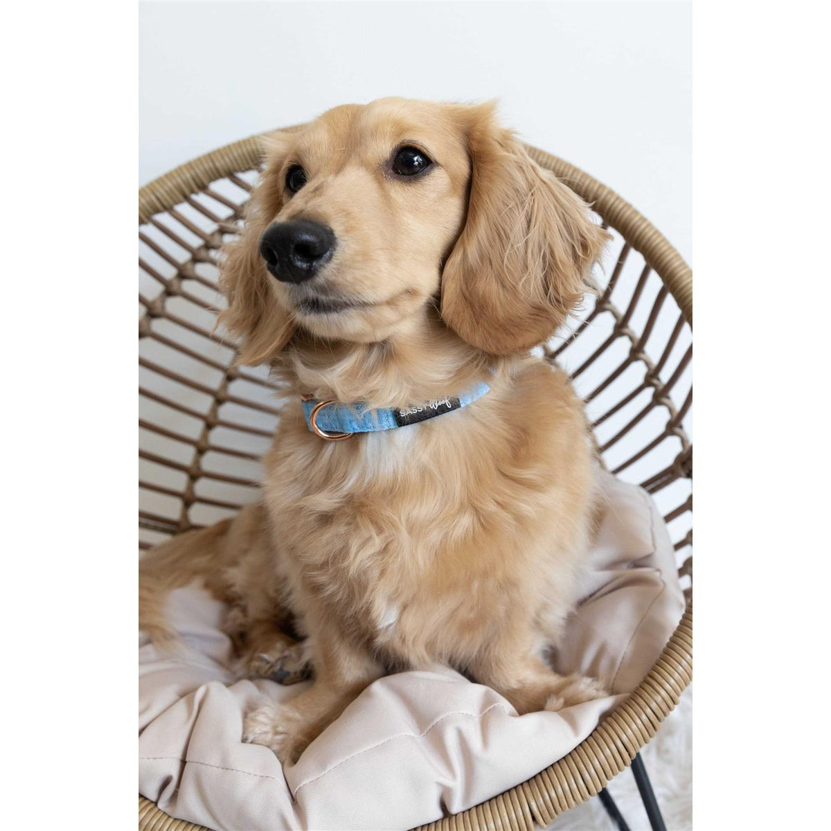 Dog Collar T97209