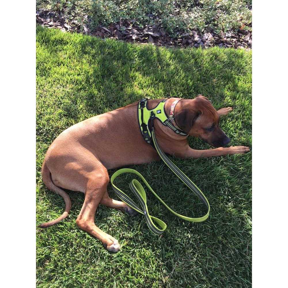 Padded Reflective Dog Leash D490428