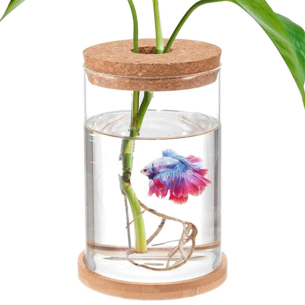 Clear Glass Betta Fish Tank W29588