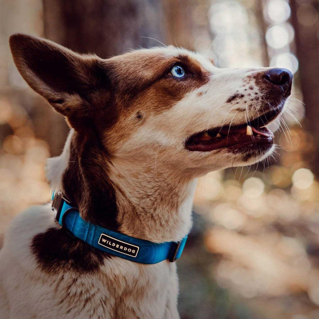 Waterproof Collar A362