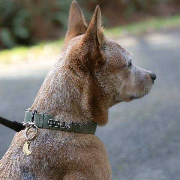 Waterproof Collar A362