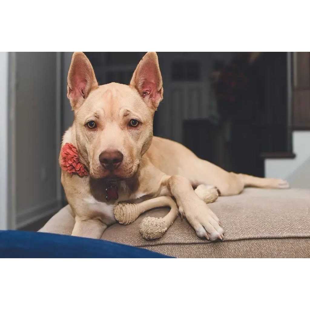 Tough Dog Chew Beef Y6445