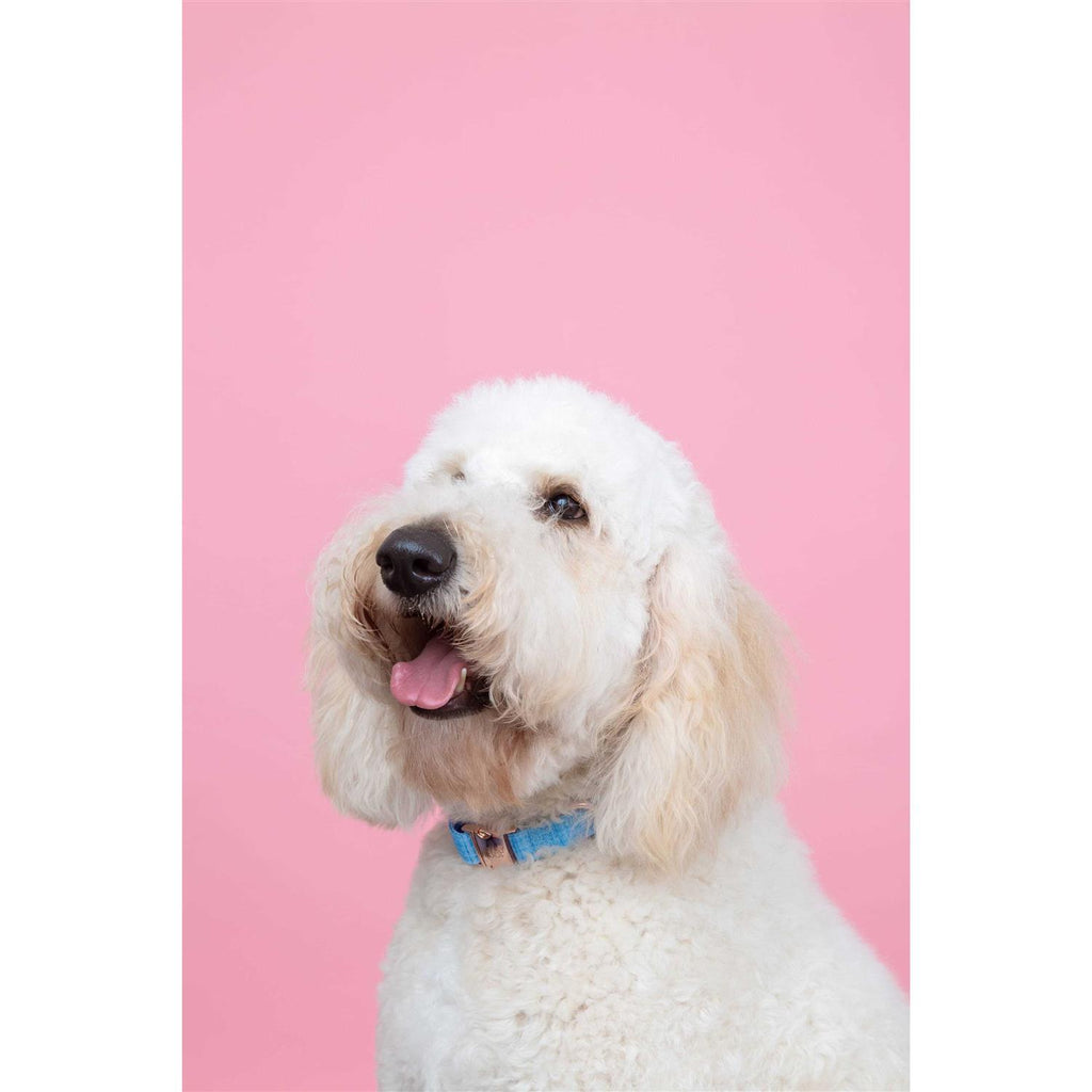 Dog Collar T97209