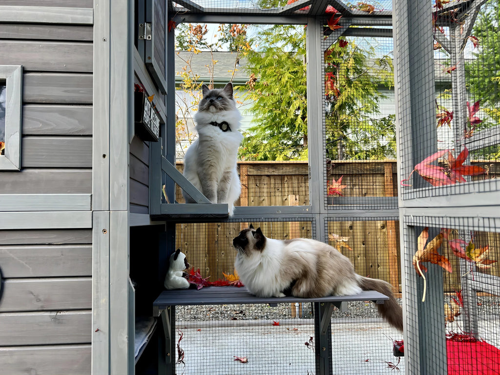 70''H 4 Tiers Outdoor Cat Cage P64723