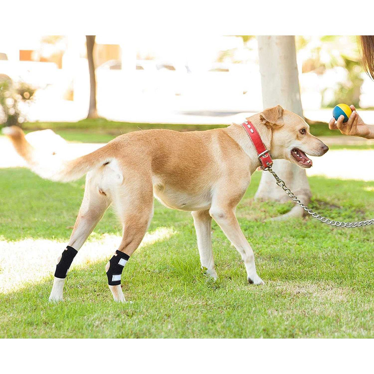 Dog Rear Leg Hock Ankle Support with Reflective Straps A424351