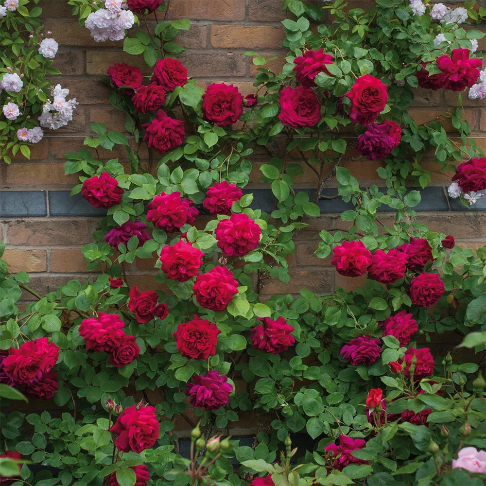 Red Rose Plant V1341