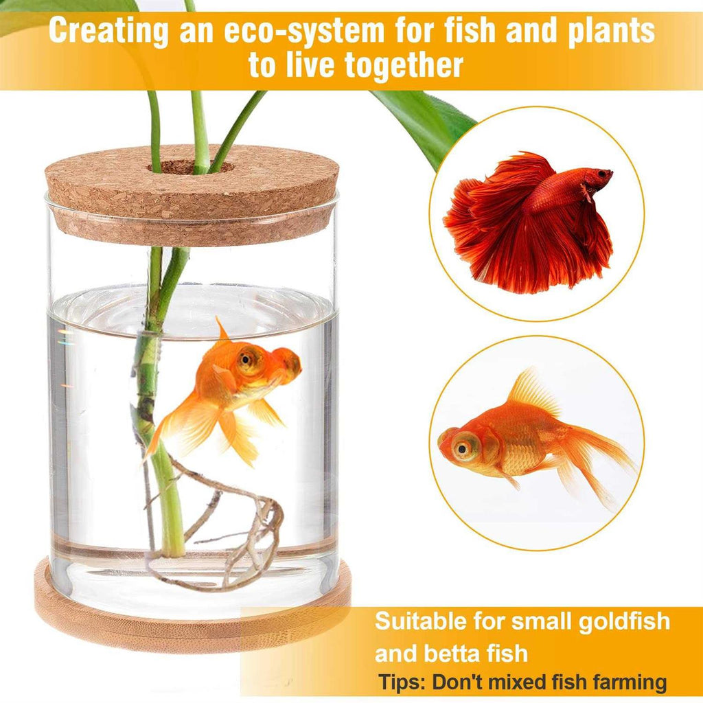 Clear Glass Betta Fish Tank W29588