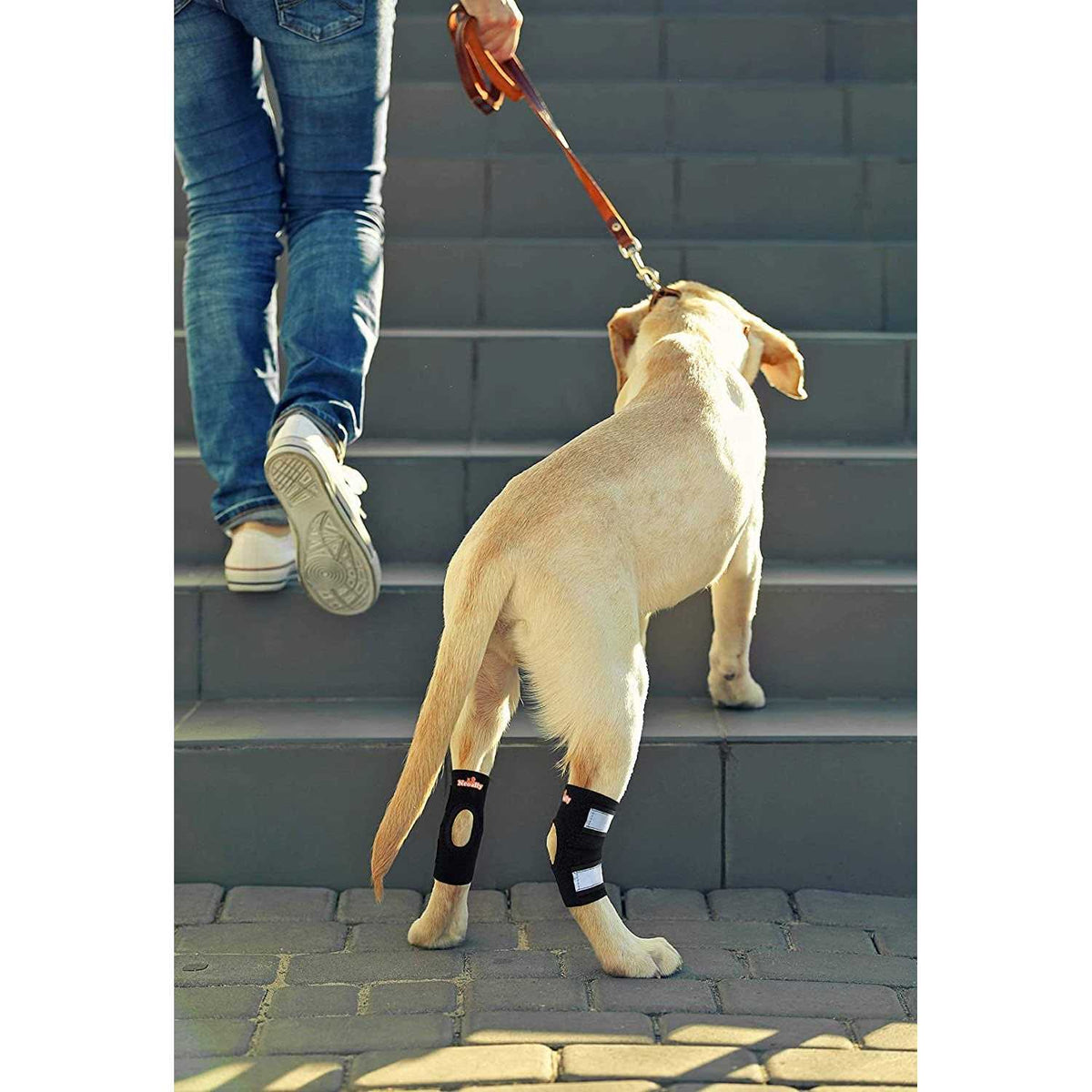 Dog Rear Leg Hock Ankle Support with Reflective Straps A424351