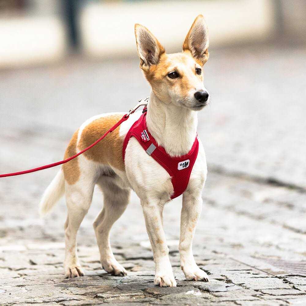 Air-Mesh Vest Dog Harness R900