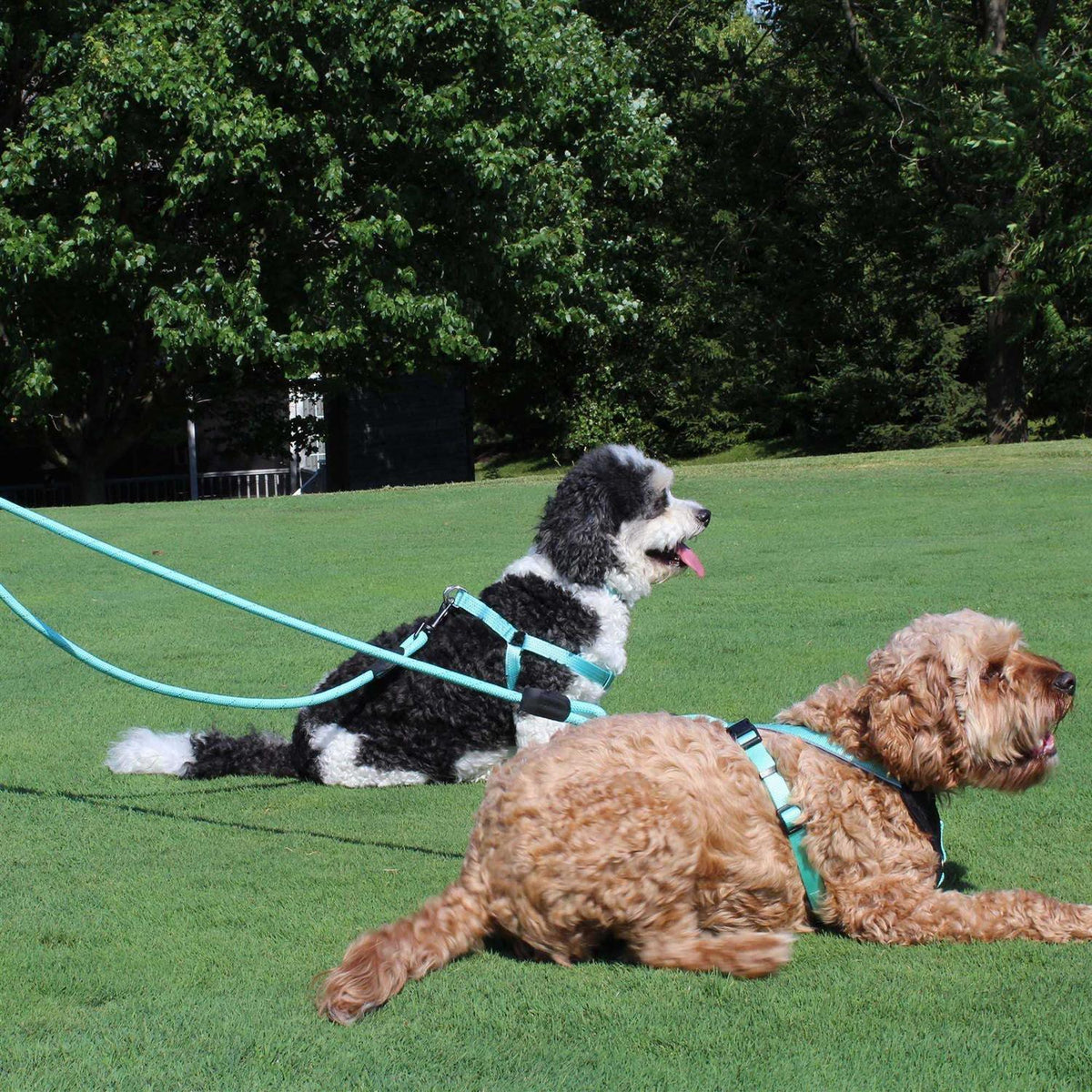 2 Reflective Rope Dog Leash R355354