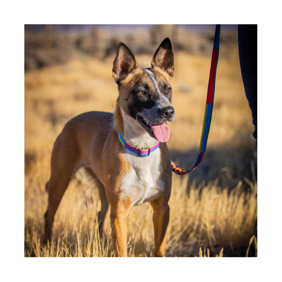 GoodDog Collar D4812