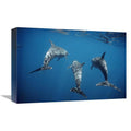 Bottlenose Dolphin Trio Underwater Art Print J211