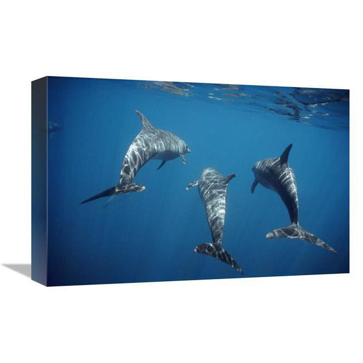 Bottlenose Dolphin Trio Underwater Art Print J211