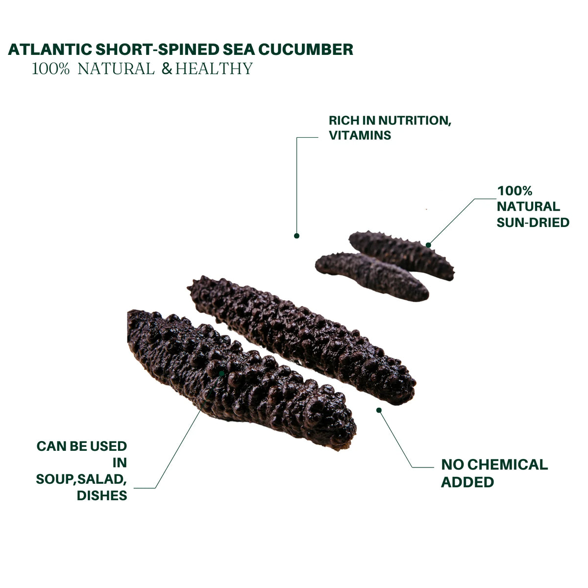 Dried Wild Atlantic Sea Cucumber 1lb 60-80 PCS C7609