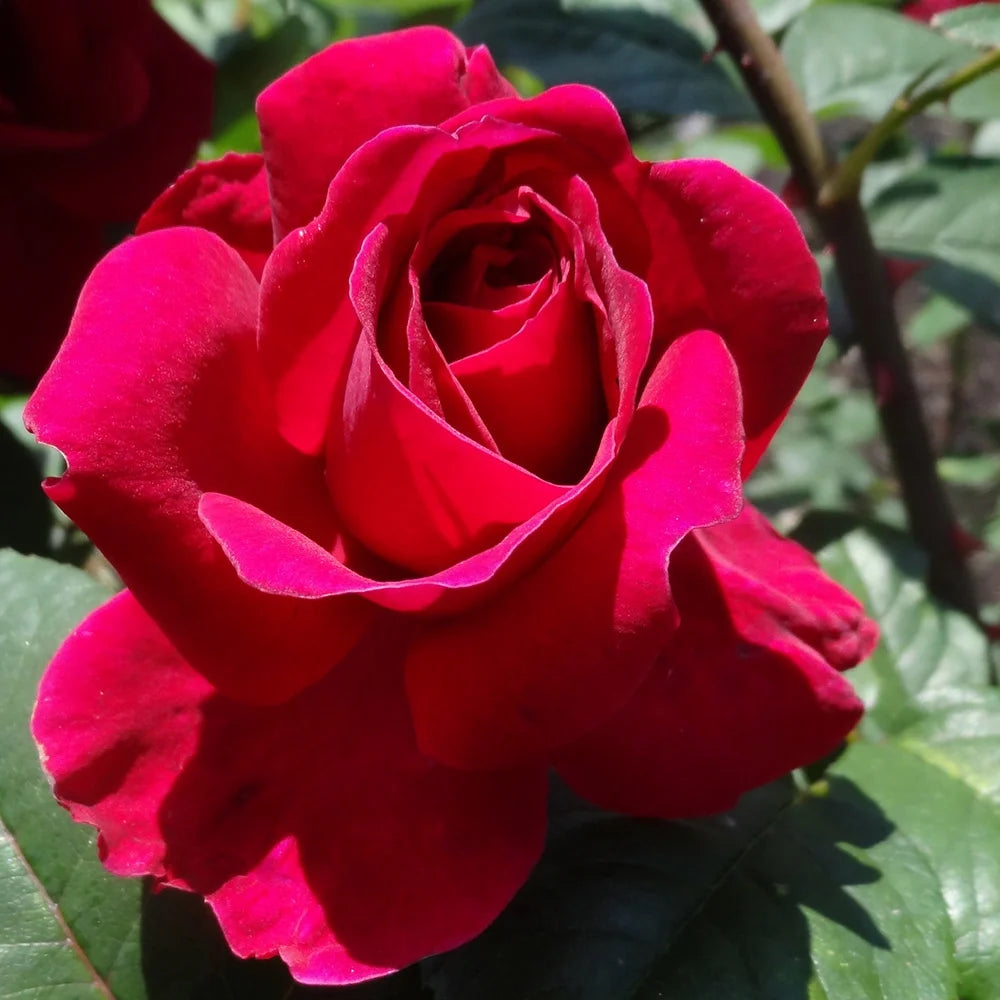 Red Rose Plant V1341