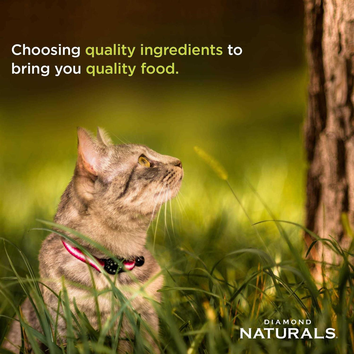Indoor Dry Cat Food J999